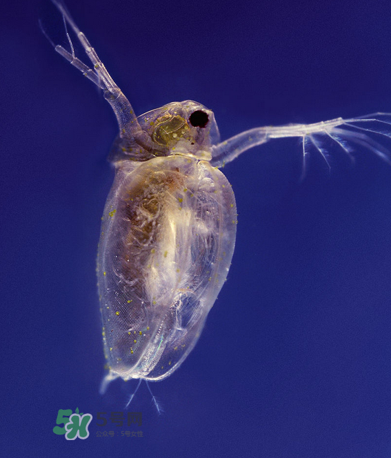 跳蚤會藏在頭發(fā)里嗎？跳蚤會餓死嗎？