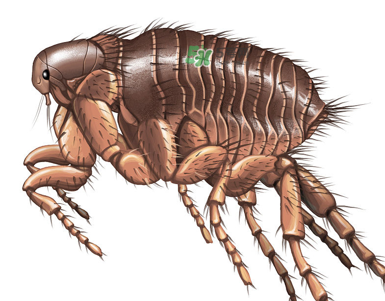 跳蚤會藏在頭發(fā)里嗎？跳蚤會餓死嗎？