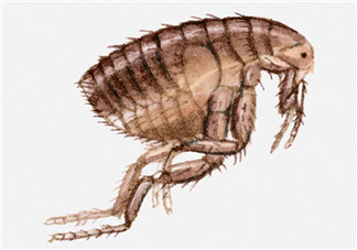 跳蚤會(huì)藏在頭發(fā)里嗎？跳蚤會(huì)餓死嗎？