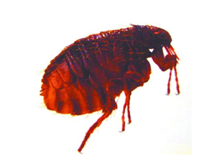 跳蚤會(huì)飛嗎？跳蚤會(huì)咬人嗎？