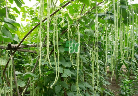 豇豆是什么樣的？豇豆是長豆角嗎？