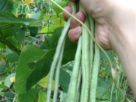 豇豆是發(fā)物嗎？豇豆是回奶的嗎