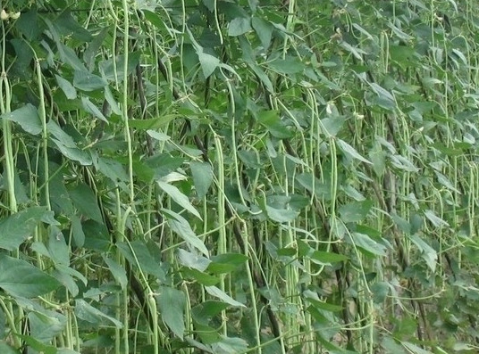 缸豆可以生吃嗎？缸豆可以炒雞蛋嗎