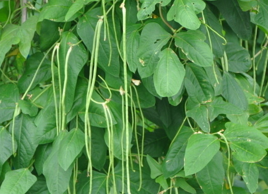 缸豆幾月份種？缸豆什么時(shí)候播種？