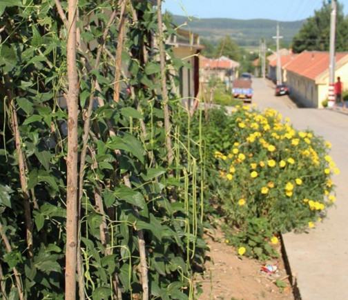 缸豆幾月份種？缸豆什么時(shí)候播種？