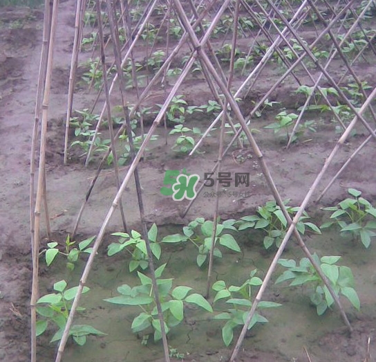 缸豆什么時候搭架？缸豆要怎樣搭架子