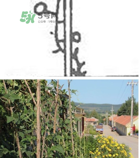 缸豆什么時候搭架？缸豆要怎樣搭架子