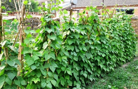 缸豆什么時候搭架？缸豆要怎樣搭架子