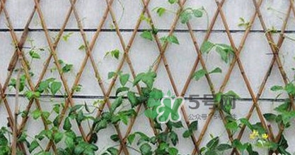 缸豆什么時候搭架？缸豆要怎樣搭架子