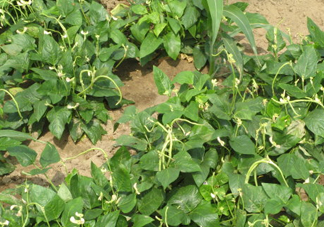 缸豆什么季節(jié)有？缸豆是幾月的蔬菜