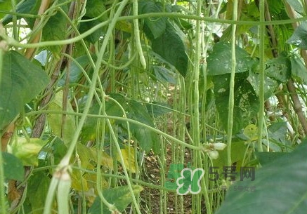 缸豆什么季節(jié)有？缸豆是幾月的蔬菜