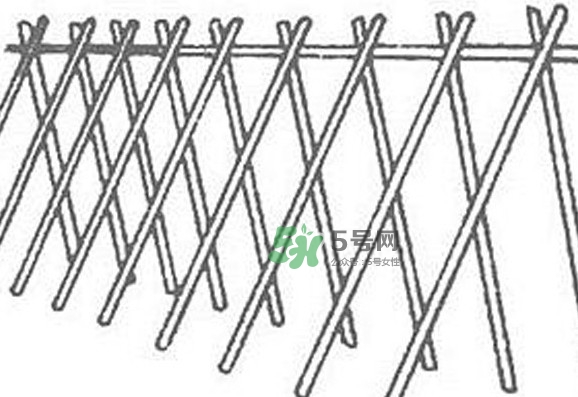 缸豆什么時候搭架？缸豆要怎樣搭架子