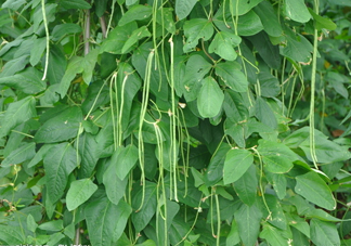 缸豆幾月份種？缸豆什么時候播種？