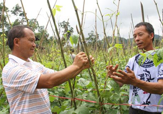 缸豆什么時候搭架？缸豆要怎樣搭架子