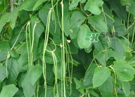 缸豆什么季節(jié)有？缸豆是幾月的蔬菜