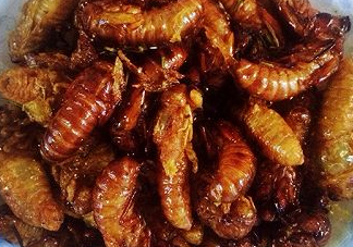 ?知了哪個部位可以吃？?知了哪個部位不能吃？