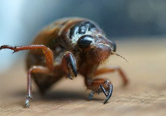 知了龜多少錢一斤？知了龜多少錢一個(gè)？