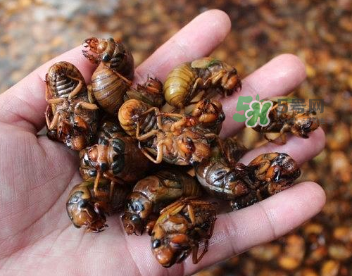 金蟬為什么這么貴？野生金蟬和養(yǎng)殖金蟬的區(qū)別