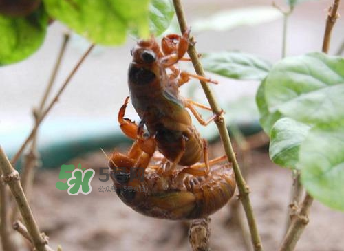 金蟬為什么這么貴？野生金蟬和養(yǎng)殖金蟬的區(qū)別
