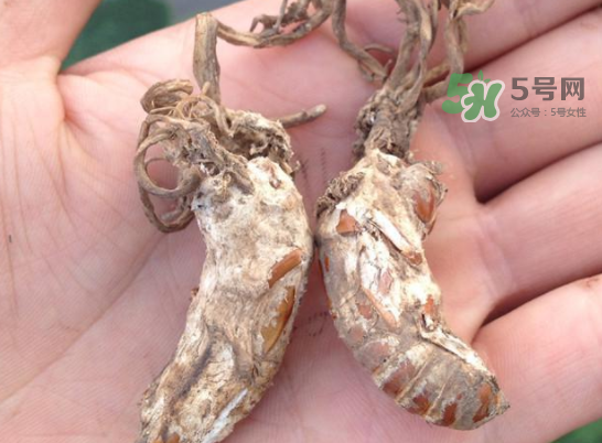 野生金蟬花多少錢一只？野生金蟬花價格