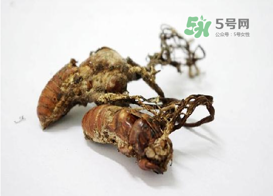 野生金蟬花多少錢一只？野生金蟬花價格