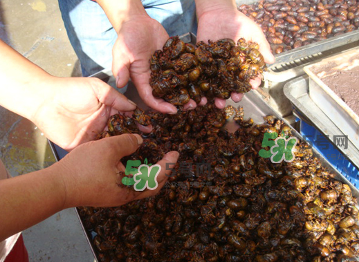 金蟬養(yǎng)殖需投資多少錢？養(yǎng)殖金蟬一畝收多少錢？