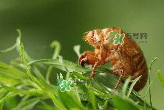 金蟬養(yǎng)殖需投資多少錢？養(yǎng)殖金蟬一畝收多少錢？