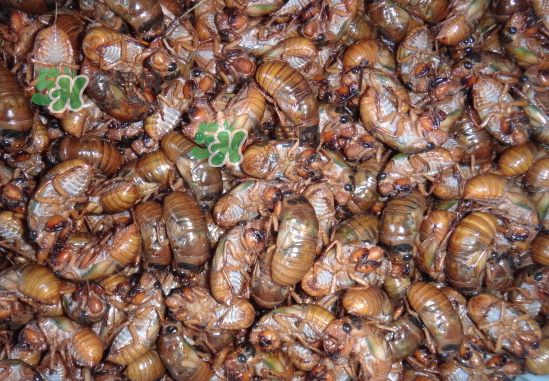 金蟬養(yǎng)殖需投資多少錢？養(yǎng)殖金蟬一畝收多少錢？