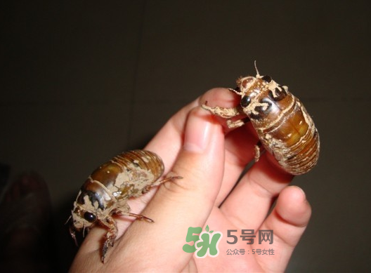 金蟬晚上幾點(diǎn)出來？金蟬為什么晚上出來？