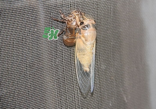 金蟬晚上幾點(diǎn)出來？金蟬為什么晚上出來？