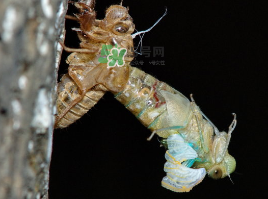 金蟬晚上幾點(diǎn)出來？金蟬為什么晚上出來？