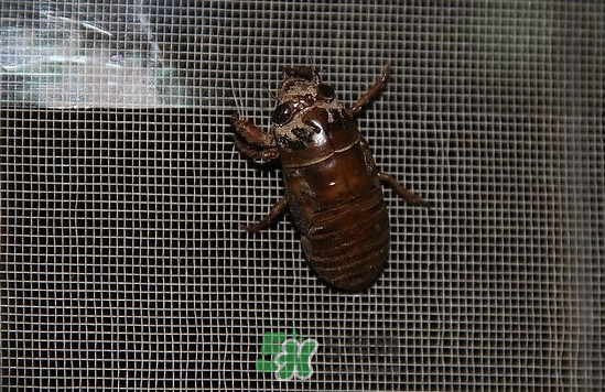 金蟬為什么從土里出來(lái)？金蟬出土?xí)r間