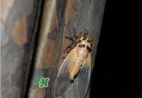 金蟬為什么從土里出來(lái)？金蟬出土?xí)r間