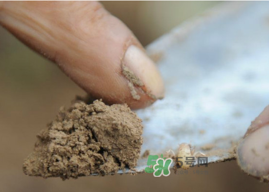 金蟬為什么從土里出來(lái)？金蟬出土?xí)r間