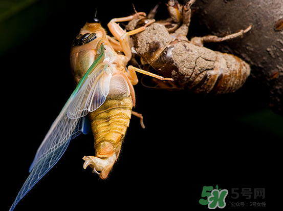 金蟬為什么要脫殼？金蟬什么時(shí)候脫殼？