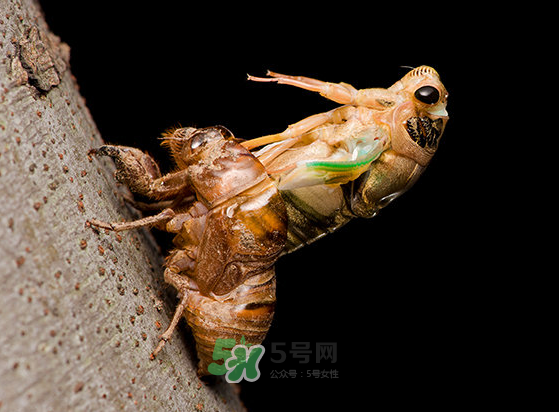 金蟬為什么要脫殼？金蟬什么時(shí)候脫殼？