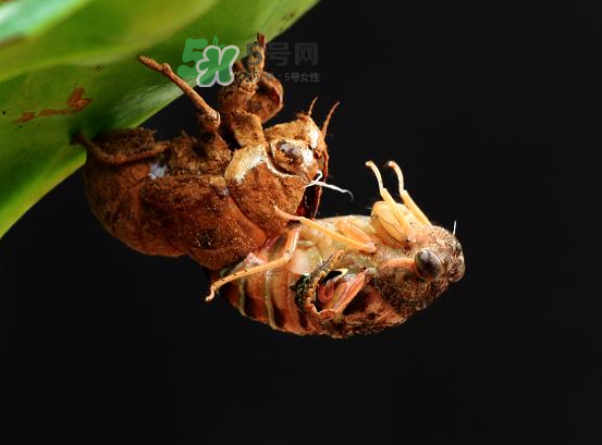 金蟬為什么要脫殼？金蟬什么時(shí)候脫殼？