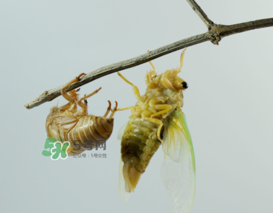 金蟬什么時候最多？金蟬什么時候沒有？