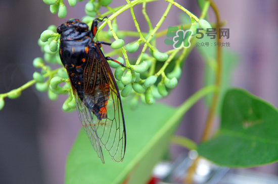 金蟬什么時候最多？金蟬什么時候沒有？