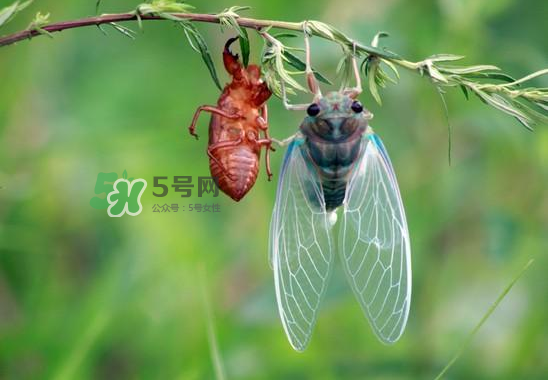 金蟬什么時候最多？金蟬什么時候沒有？