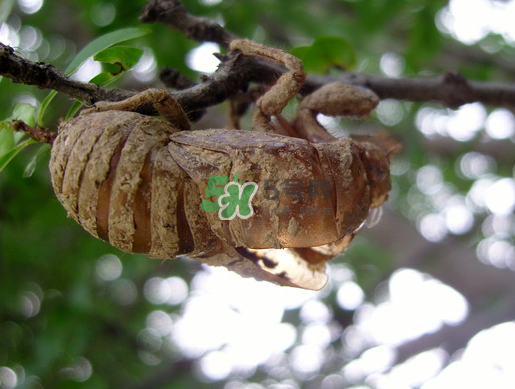 金蟬殼多少錢一斤？金蟬殼價格