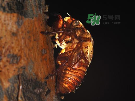 金蟬殼多少錢一斤？金蟬殼價格