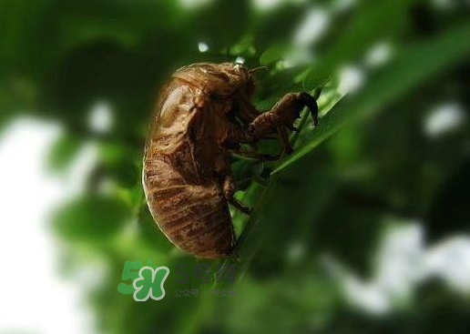 金蟬殼多少錢一斤？金蟬殼價格