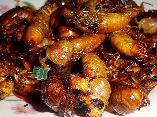 知了龜多少錢一斤？知了龜多少錢一個(gè)？