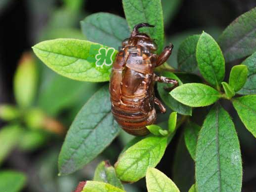 知了龜多少錢一斤？知了龜多少錢一個(gè)？