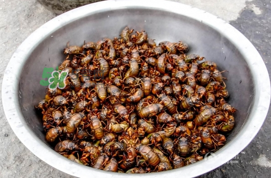 知了龜多少錢一斤？知了龜多少錢一個(gè)？