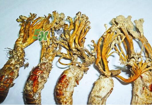 知了花多少錢一斤？野生知了花多少錢一斤2017？