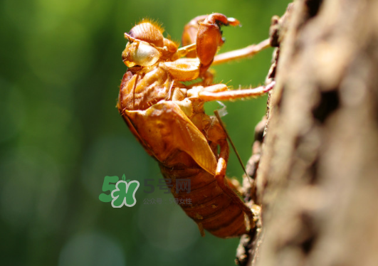 知了殼能泡水喝嗎？知了殼煮水治什么？