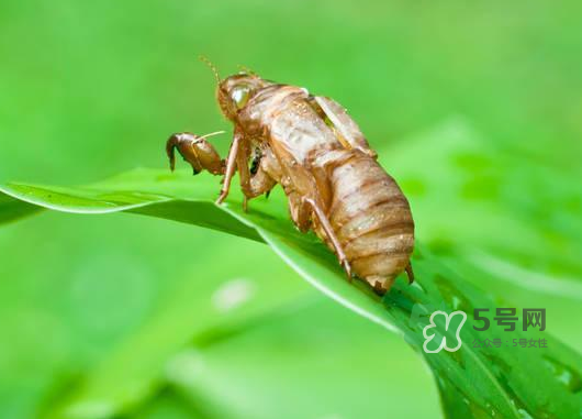 知了殼能泡水喝嗎？知了殼煮水治什么？
