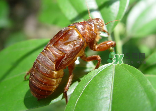 知了殼能泡水喝嗎？知了殼煮水治什么？